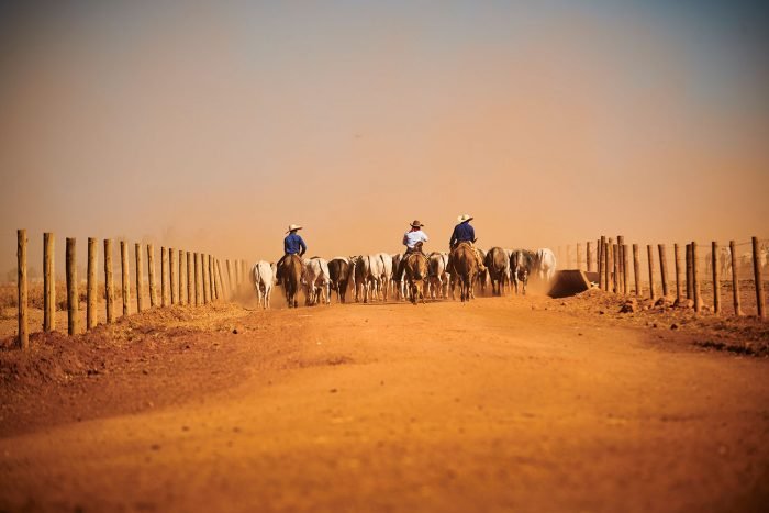 roncador-marcos-lopes-fotografia-07